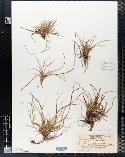 Carex tonsa