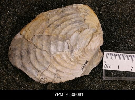 Inoceramus sp.