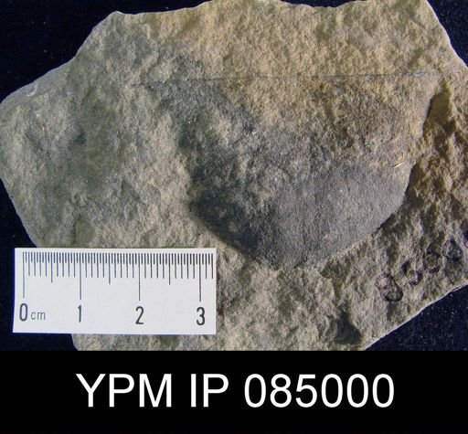 Amphistrophia subeuglypha