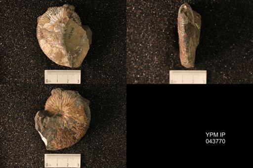 Hoploscaphites nicolletii