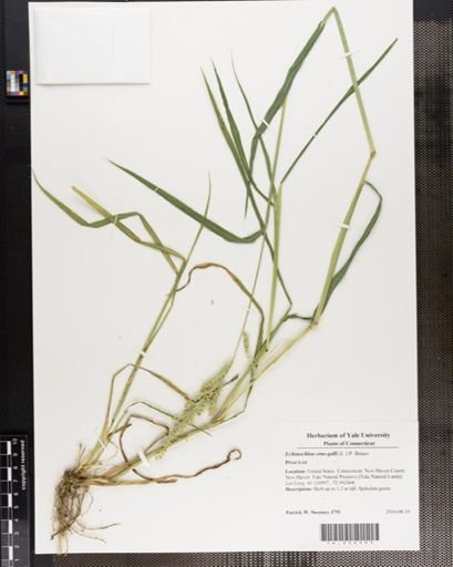 Echinochloa crus-galli