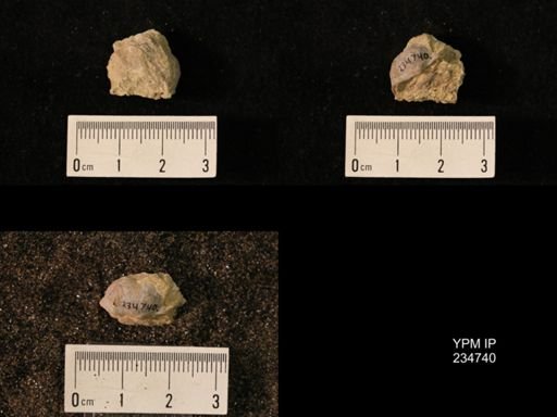 Marginifera splendens