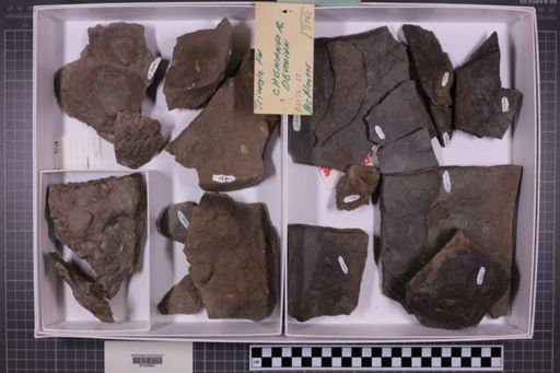 mixed taxa, stratigraphic collection