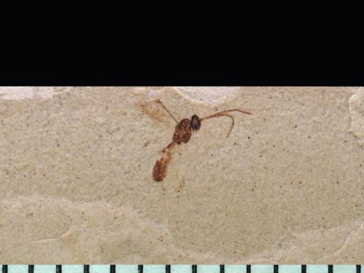 undet. Ichneumonoidea