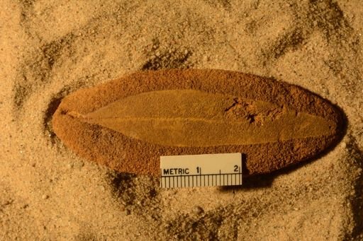 Angiospermopsida