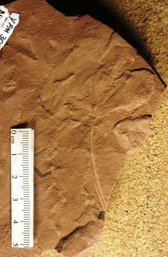 Populus balsamoides