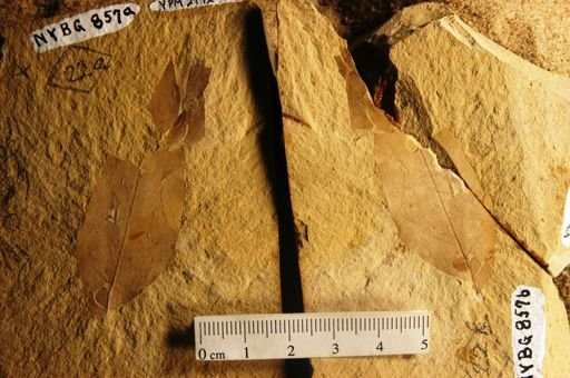 Cedrela lancifolia
