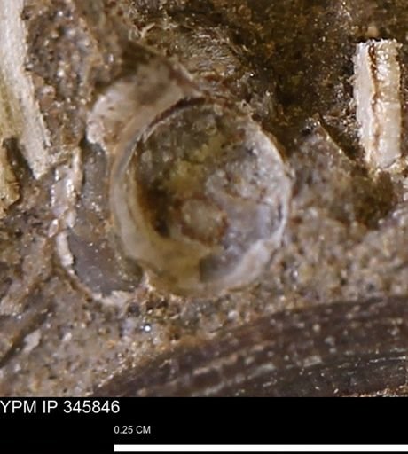 undet. Gastropoda