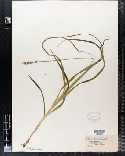 Carex sparganioides