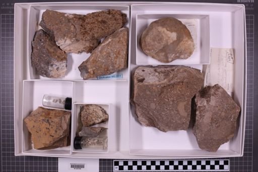 mixed taxa, stratigraphic collection