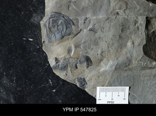 undet. Eurypterida