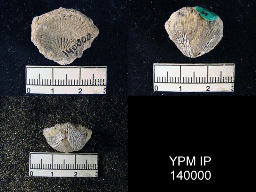 Productus (Linoproductus) asperulus