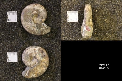 Hoploscaphites nicolletii