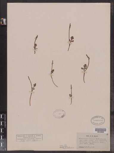 Botrychium simplex