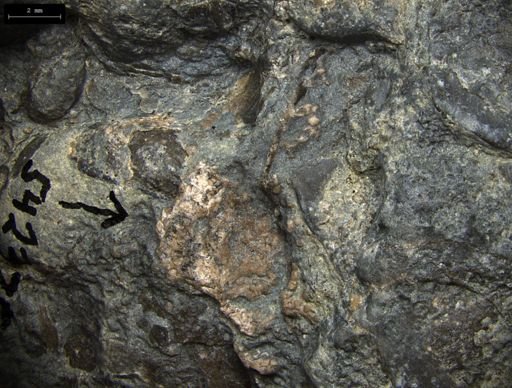 Aplocoma damesii