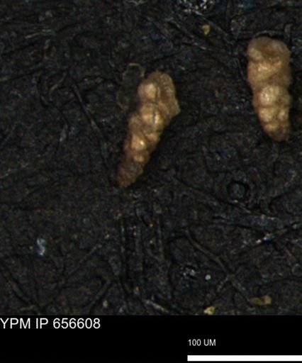 Verneuilina canadensis