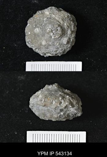 Megistocrinus sp.