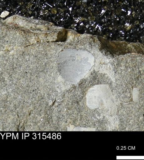 undet. Bivalvia