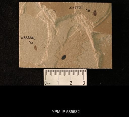 undet. Hemiptera