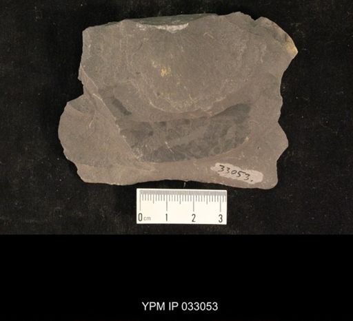 Mormolucoides articulatus