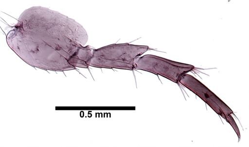 Hyalella cf. azteca