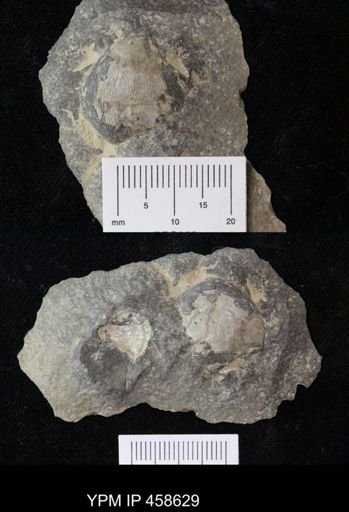 Linoproductus sp.