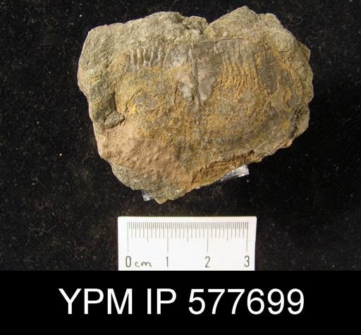 Productus nebrascensis