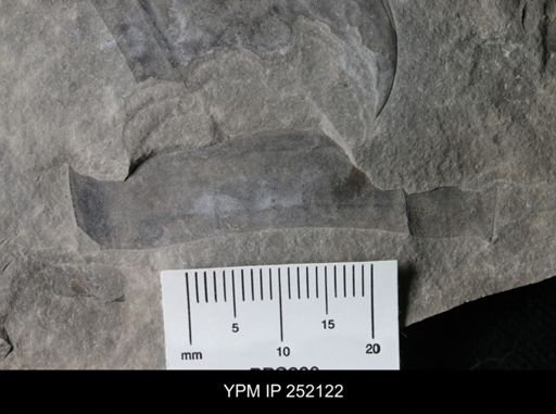 Eurypterus sp.