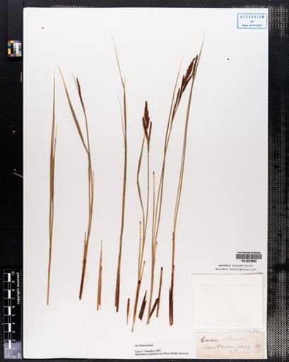 Carex stricta
