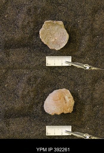 undet. Scaphitidae
