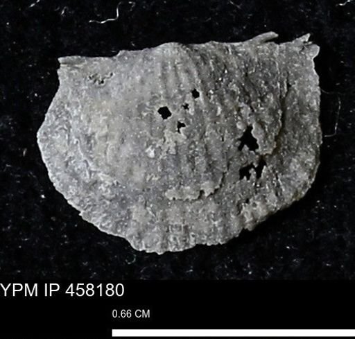 Chonetes mucronatus