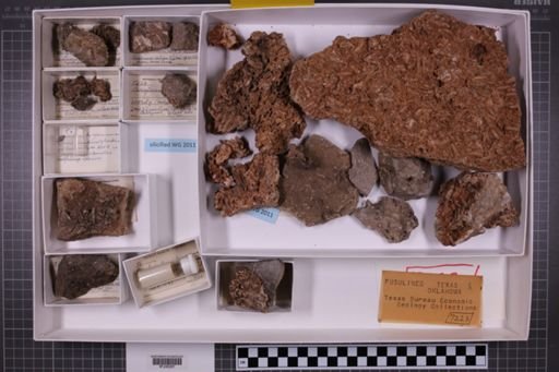mixed taxa, stratigraphic collection