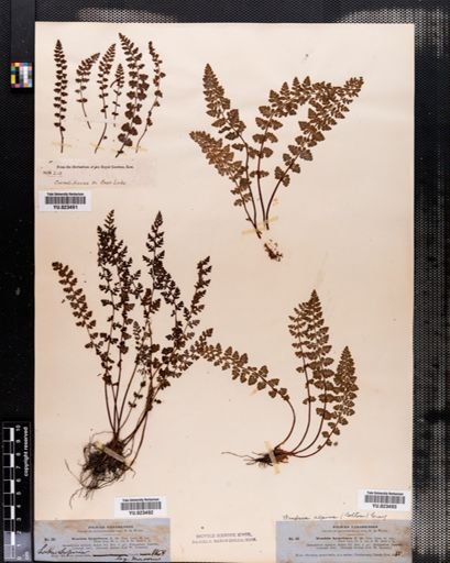 Woodsia alpina