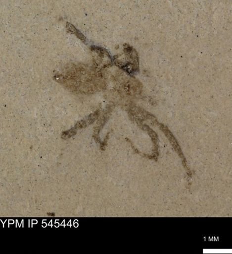 undet. Arachnida