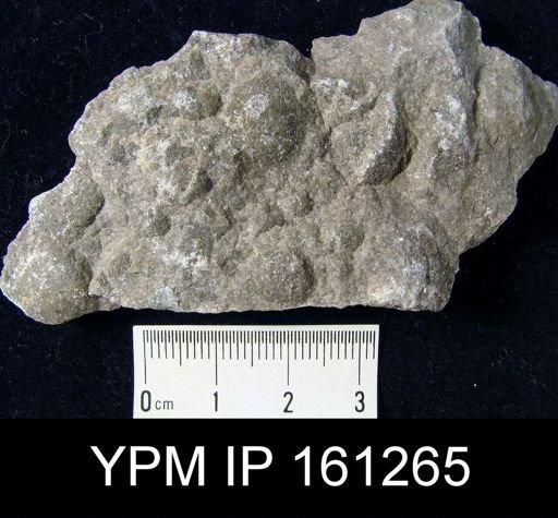 Dinobolus cf. laurentia