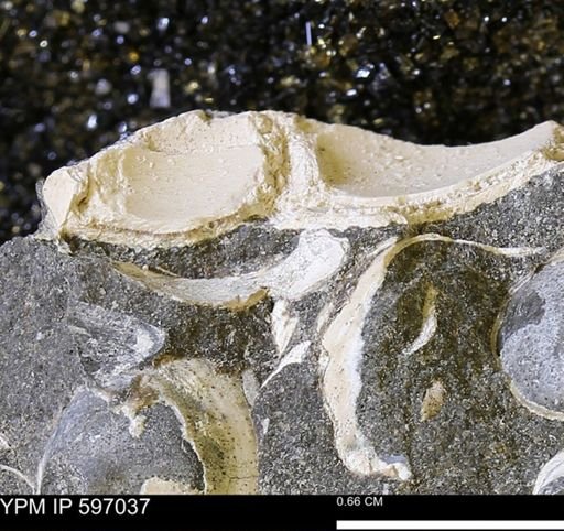 undet. Bivalvia