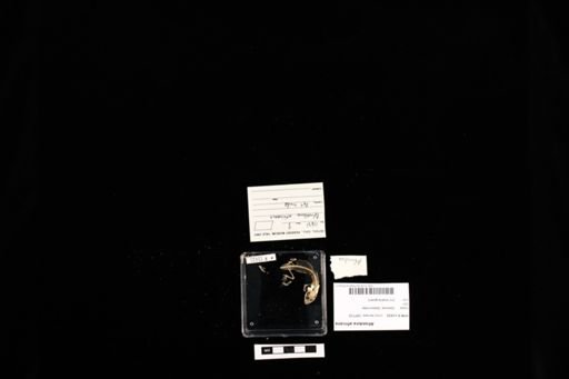 Afroedura africana