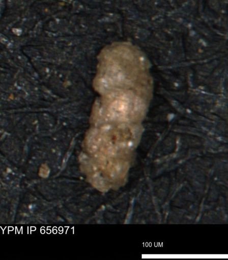 Verneuilinoides hectori