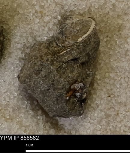 Limopsis striatopunctatus