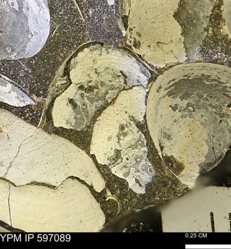 Limopsis striatopunctatus