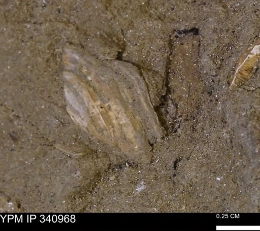 Corbicula sp.