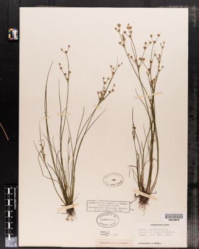 Juncus articulatus