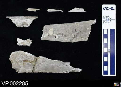 Pteranodon