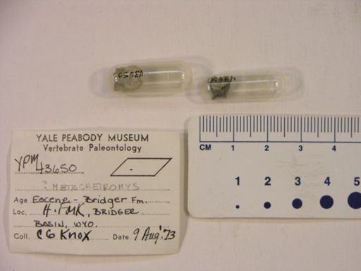 Metacheiromys?