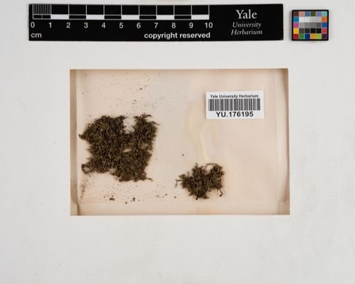 Plantae