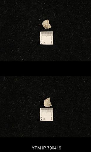 taxon undetermined