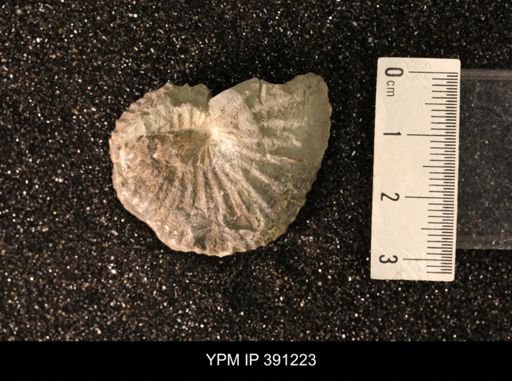 Scaphitidae
