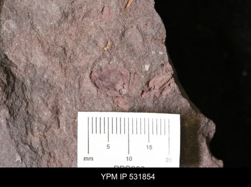 Stylophora?