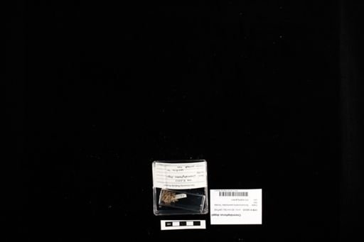 Cnemidophorus deppii