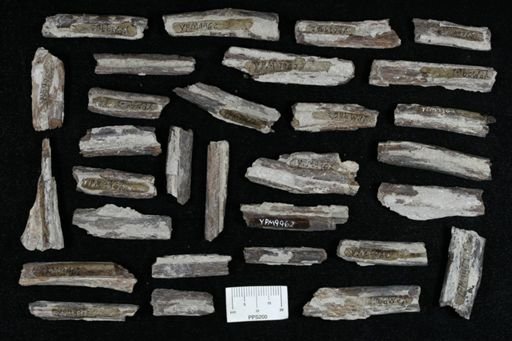 undet. Actinopterygii